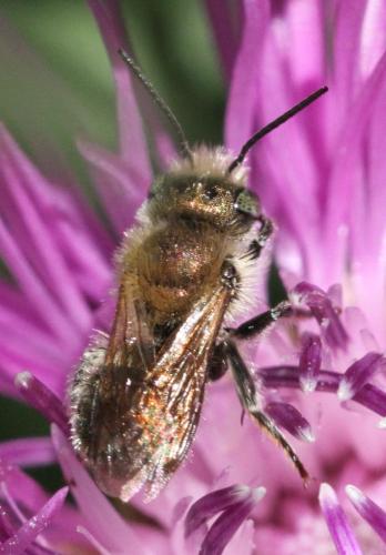 Réf. 316 191 : Osmia sp.